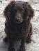 This stud is the daddy. Oaken is an awesome looking Boykin Spaniel that is all clear genetically. 