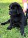 Black Female Puppy
