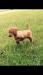 Here's one of the pups at 8 weeks of age pointing a bird wing.  