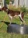 SIRE - PINE VALLEY KUJO SON OF OZZY