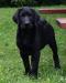 13 Weeks
