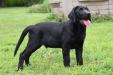 13 Weeks