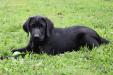 13 Weeks