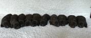 The litter!  Pictured at 1 week!  I will up-date pics soon!  