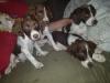 also available are these 4 males from Zeke and ginger (sage sister) call for more information

