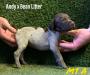 Male 1 Liver & White Roan