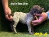 Male 3 Liver & White Roan