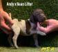 Male 5 Liver & White Roan
