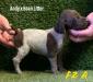 Female 2 Liver & White Roan