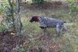 Just because she's waiting for pups doesn't mean she can't spend some time in the practice field chasing quail.  Nice point!