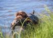 Dam Emma duck retrieve
