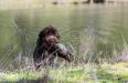 Sire Jimmy water retrieve