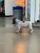 available male