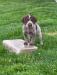 available male