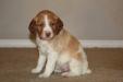 Puppy #1 O&W Female 