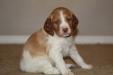 Puppy #1 O&W Female 