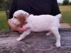 Piebald Male. Green collar