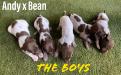 Bean x Andy Pups