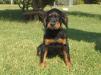 Pickles Front View - 12 weeks old