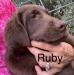 This is Ruby and she is a sweetheart!