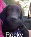 This is Rocky and he is a real go getter.