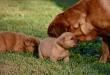 Puppies at 4 wks old