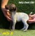 Liver Roan Male Pup example