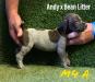 2nd Roan Male pup example