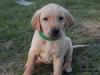 Miss Green - Available female puppy