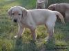 Miss Yellow - available female puppy