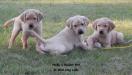 Male puppies - 1 male available