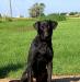 Dutch 
14 month old Pointing Labrador male