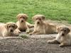 Pups from Lucy's first litter.