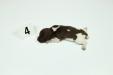 Female #4
Liver & White
1 Week Old 