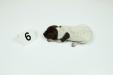 Female #6
Liver & White
1 Week Old 