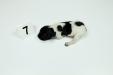 Female #7
Black & White
1 Week Old 