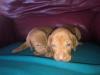  5 female pups available light golden rust super nice litter