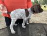 Male 1 - Kingston - 5 weeks old - right side 