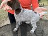 Male 3 - Knox - 5 weeks old - left side 