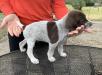 Male 4 - Dover - 5 weeks old - right side 