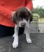 Male 4 - Dover - 5 weeks old - face