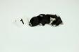 Male 
Black & White
1 Week Old