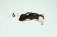 Female 
Liver & White
1 Week Old