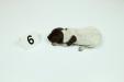 Female 
Liver & White
1 Week Old