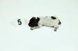 Female 
Black & White
1 Week Old