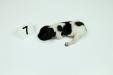 Female 
Black & White
1 Week Old