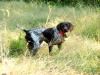 PENNY  is a high performance bird finder. With steadiness work, she could do well as a shoot to retrieve competitor.