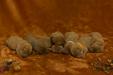 3 boys available 
Millie's sire is a Master Hunter and Dam is a Senior Hunter. Puppies ready to go home Dec. 7th.