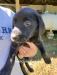 Teal collar female