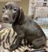 Dorothy at 6 weeks.  She is the largest pup in the litter, at just over 9 lbs.  Dorothy is still available!